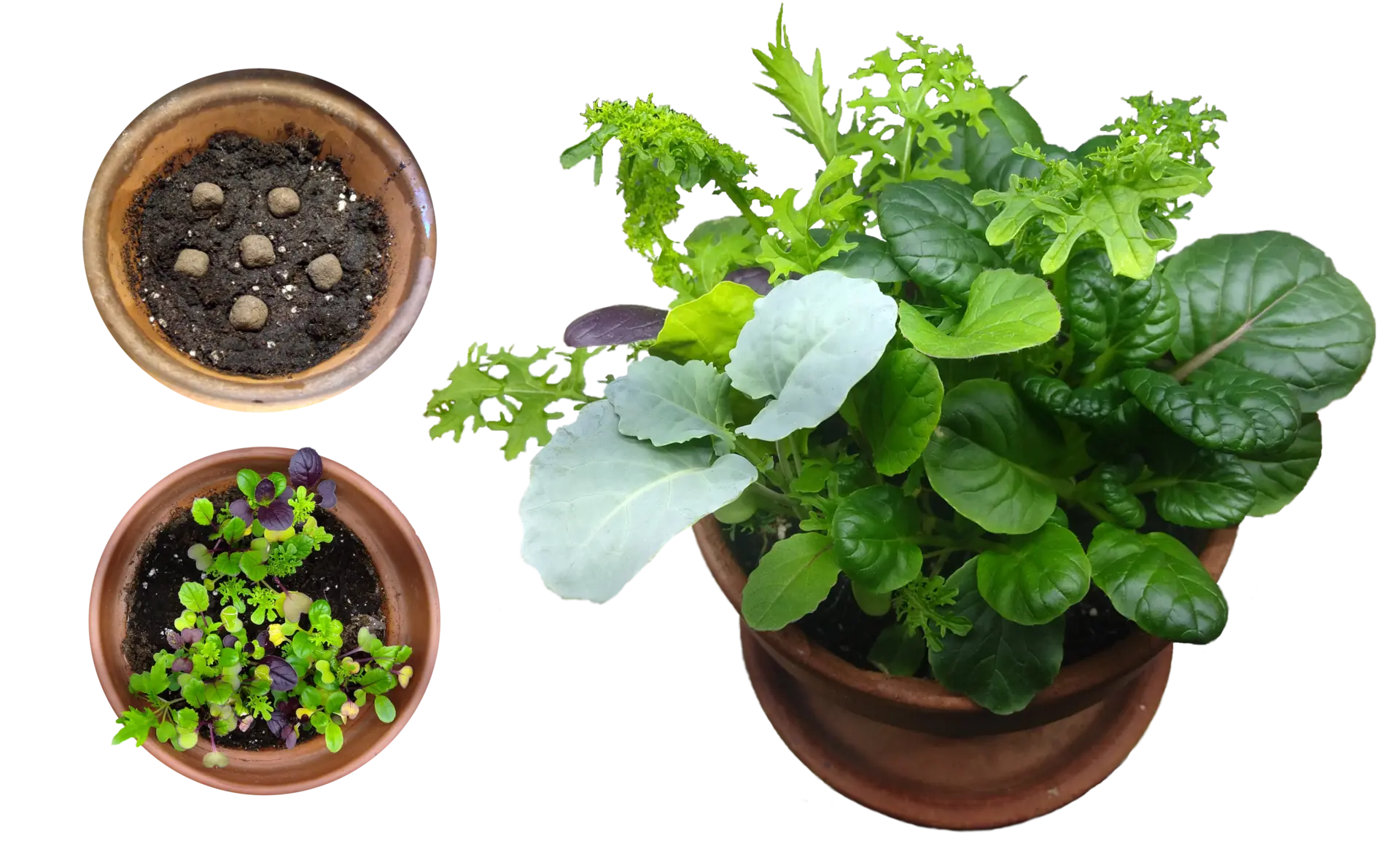 Salades et superaliments cultivés avec les Poussbouls