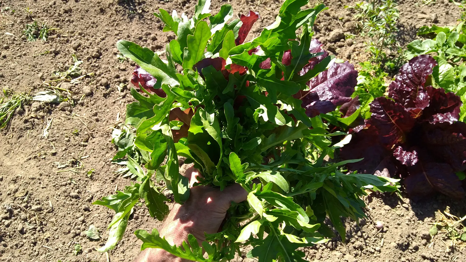 Bouquet de salades de gourmet récolté à partir d'une Poussboul